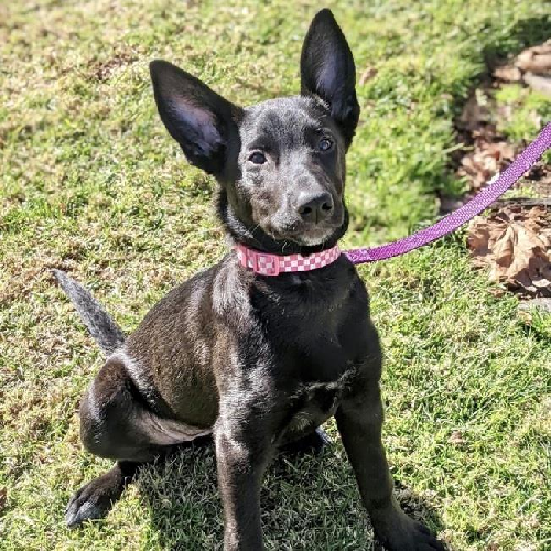 Lady Gaga Pup - Joanne