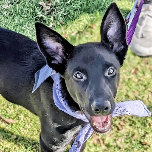 Lady Gaga Pup - Joanne