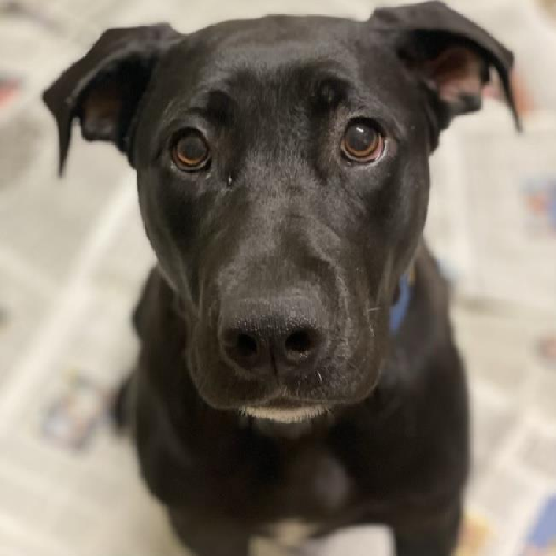 Shania - Adopted!
