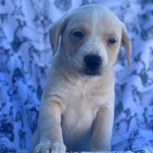 Lacrosse Pup - Crease