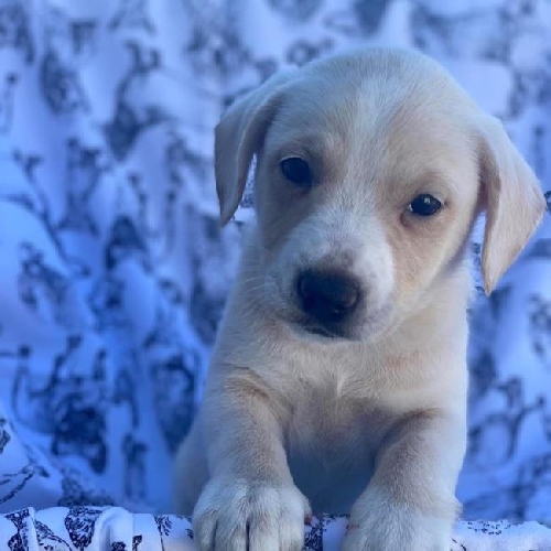 Lacrosse Pup - Crease