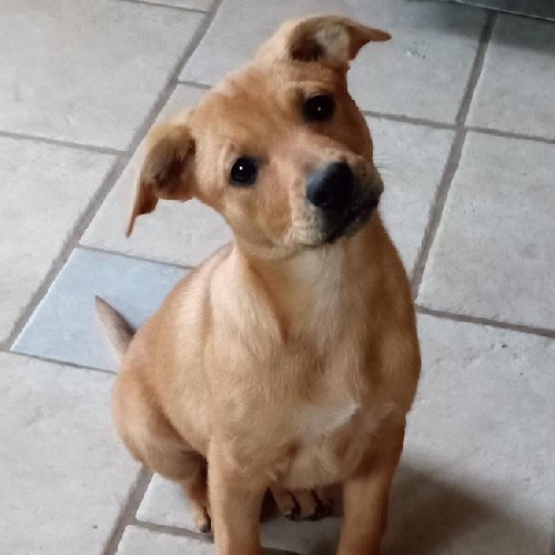 Lacrosse Pup - Lax - Adopted!