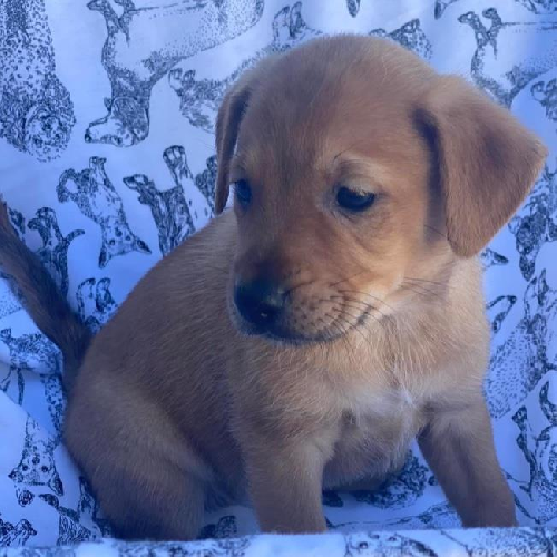 Lacrosse Pup - Lax - Adopted!