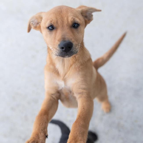 Lacrosse Pup - Lax - Adopted!