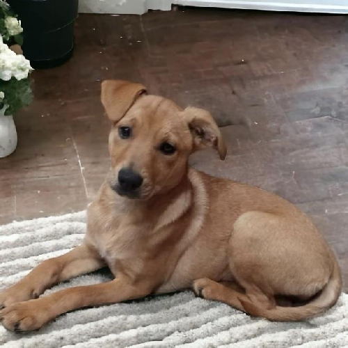 Lacrosse Pup - Lax - Adopted!