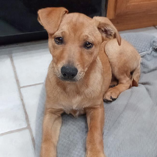 Lacrosse Pup - Lax - Adopted!