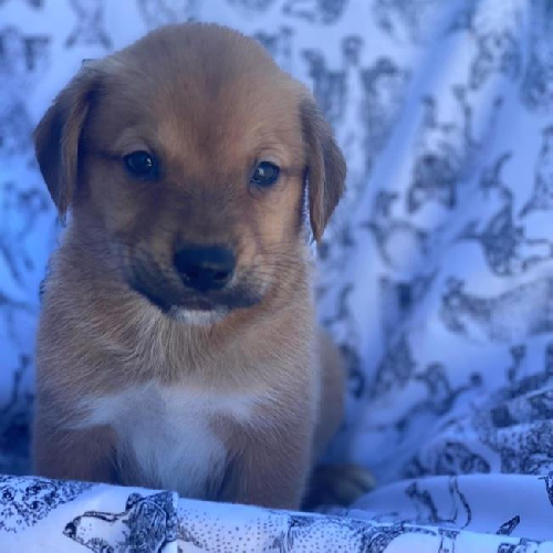 Lacrosse Pup - Gilman