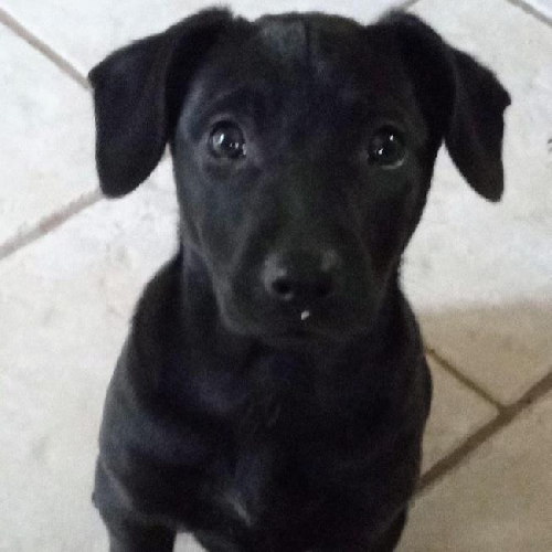 Lacrosse Pup - Whip - Adopted!