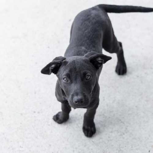Lacrosse Pup - Whip - Adopted!