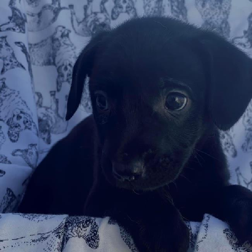 Lacrosse Pup - Whip - Adopted!