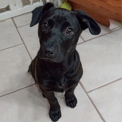Lacrosse Pup - Whip - Adopted!
