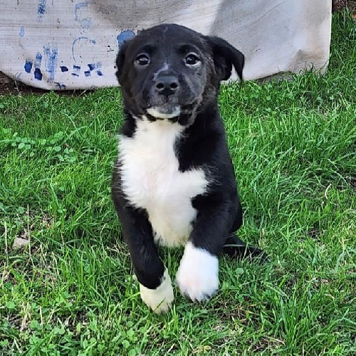 Shania Pup - Boots