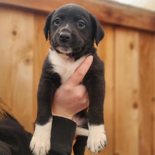 Shania Pup - Boots