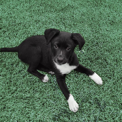 Shania Pup - Boots