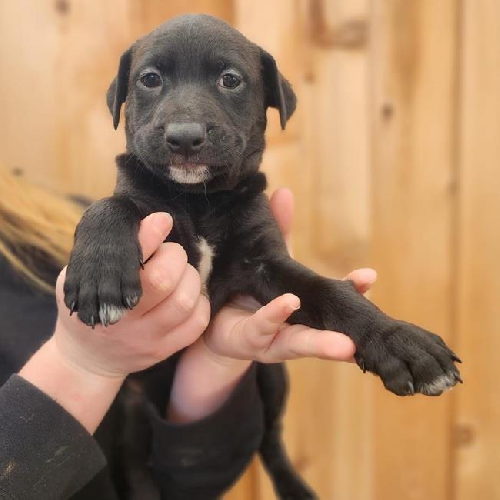 Shania Pup - Twain