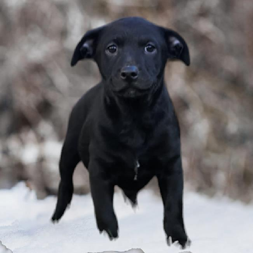 Shania Pup - Forever