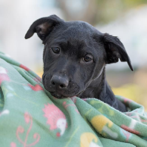 Shania Pup - Forever