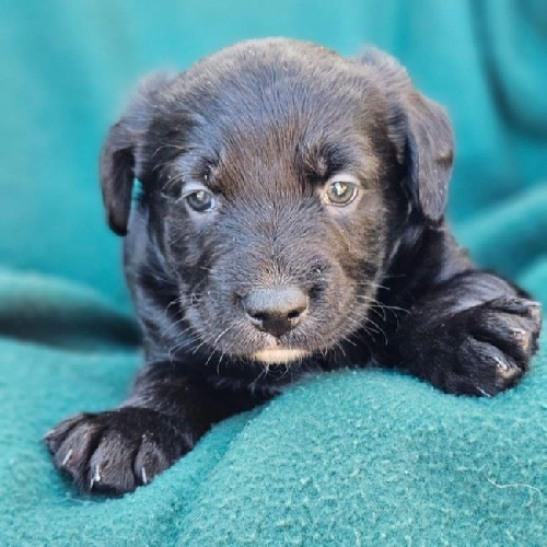 Josey Pup - Little Moonlight - Adopted!