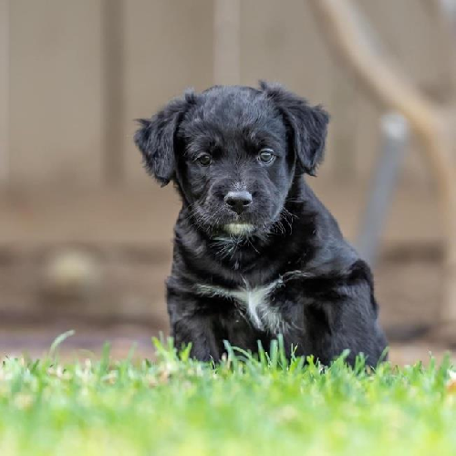 Josey Pup - Little Moonlight - Adopted!