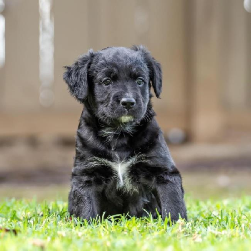 Josey Pup - Little Moonlight - Adopted!