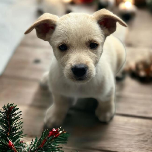 Auto Pup - Volvo