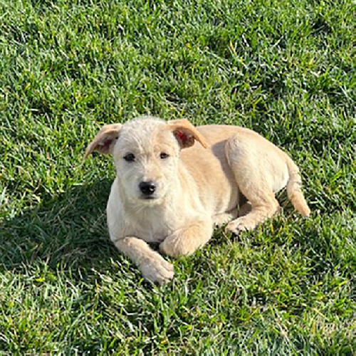 Auto Pup - Volvo