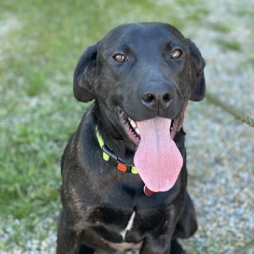 Roxanne - Adopted!