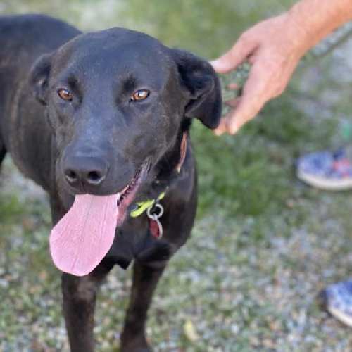 Roxanne - Adopted!