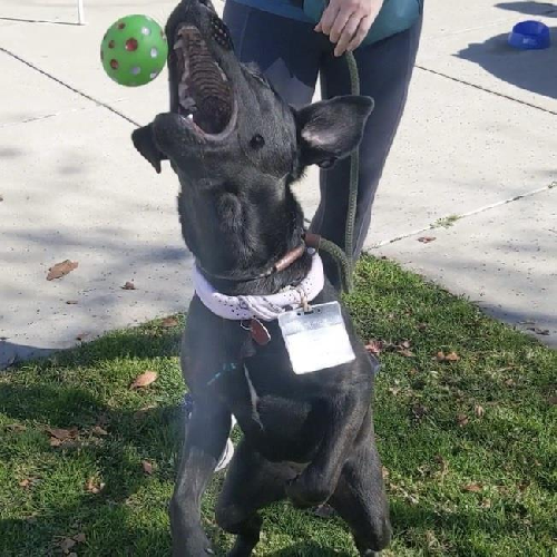 Roxanne - Adopted!