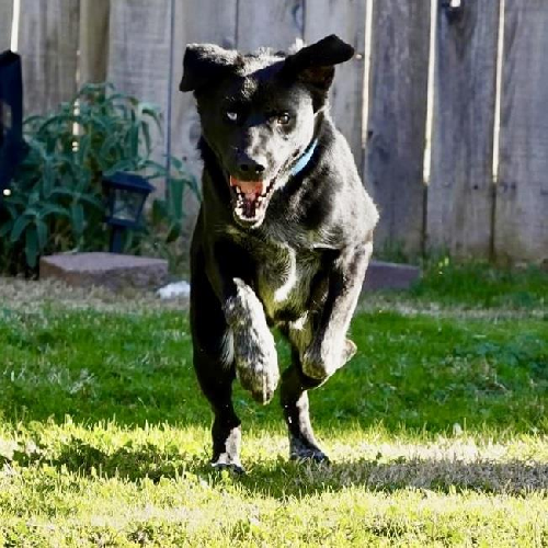 Blitzen