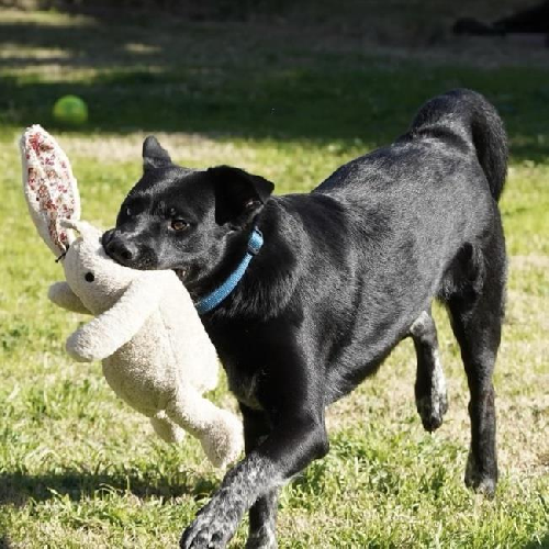 Blitzen