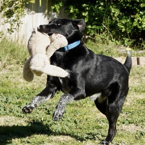Blitzen