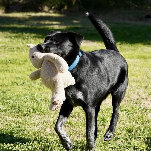 Blitzen