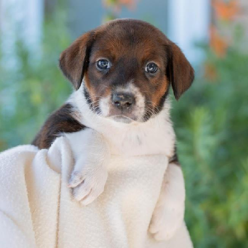 Baby Doll Pup - American Girl