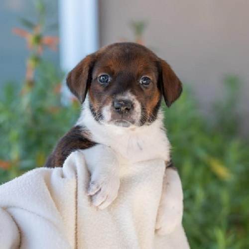 Baby Doll Pup - American Girl