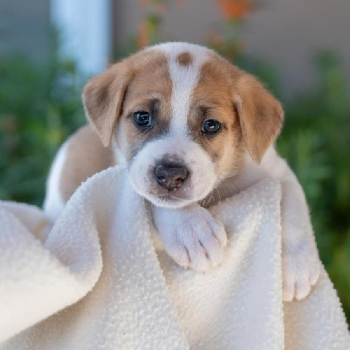 Baby Doll Pup - Jc