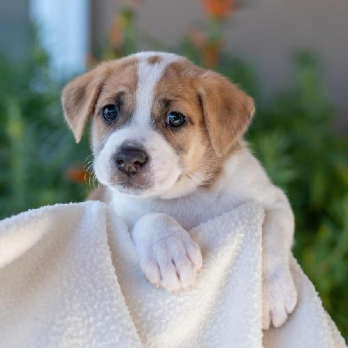 Baby Doll Pup - Jc