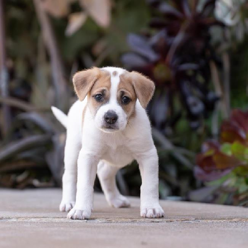 Baby Doll Pup - Jc