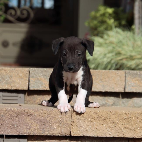 Candy Pup - Necco
