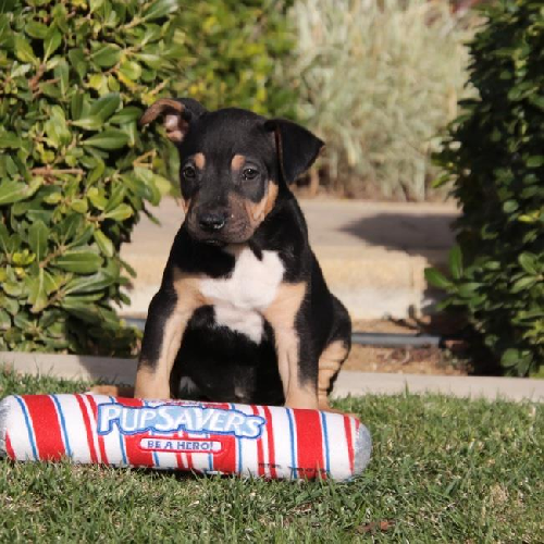 Candy Pup - Toblerone