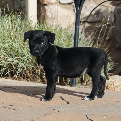 Candy Pup - Chiclets