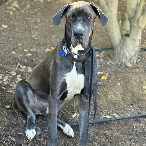 Mr. Odin 